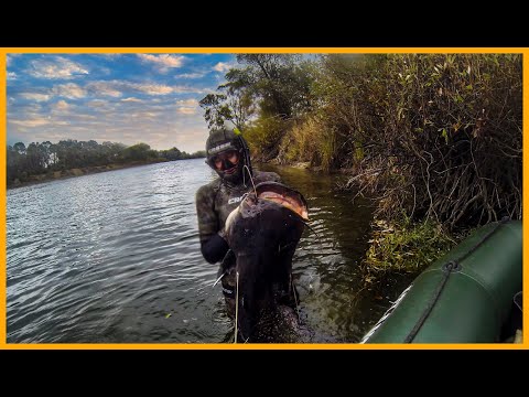 Видео: ПОДВОДНАЯ ОХОТА ОСЕНЬЮ НА ХОДОВОГО СОМА | НЕ ПОВТОРЯЙТЕ МОЮ ОШИБКУ!