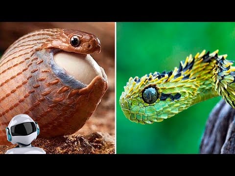 Видео: 10 САМЫХ НЕОБЫЧНЫХ ВИДОВ РЕПТИЛИЙ