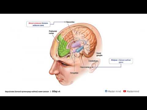 Видео: 4. Итгэл үнэмшил Hippocampus, Neocortex тархинууд