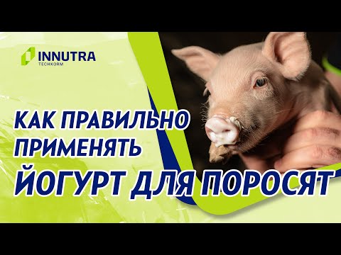 Видео: Правильное применение готового корма «Техкорм Йогурт» для поросят