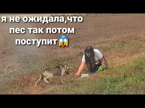 Видео: Пытаюсь поймать брошеного пса на трассе.