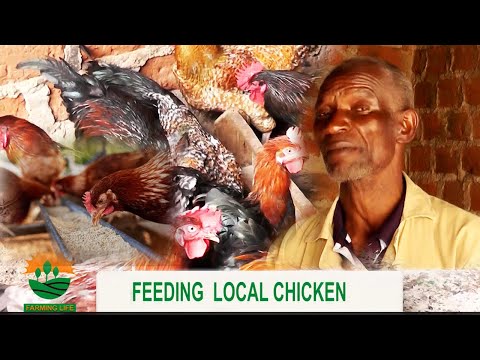 Видео: КАК КОРМИТЬ МЕСТНЫХ КУР ПО ДЕШЕВЫМ ЗАТРАТАМ И ЗАРАБОТАТЬ НА НИХ МИЛЛИОНЫ ДЕНЕГ