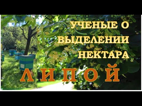 Видео: Что влияет на выделение нектара липой? Учёные о процессе нектаровыделения липой