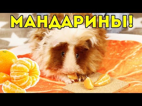 Видео: МОРСКИЕ СВИНКИ И МАНДАРИНЫ / SvinkiShow