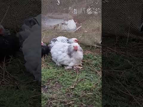 Видео: Куры Брама  🐔🐔🐔