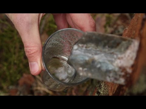 Видео: Берёзовый сок - эликсир здоровья или просто водичка с сахаром?