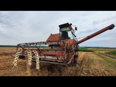 Видео: Розпочали жнива пшениці❌Жара +45 що очі вилазять🥵А ми печем і не відчуваєм😎