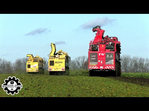 Видео: Красивая уборка сахарной свёклы. Ropa Tiger V8-4, Tiger T5 и Holmer T4-40 копают в Елецком районе