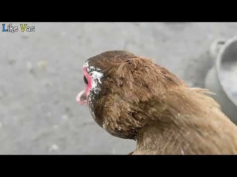 Видео: Як Підрізати Крила В Мускусної Качки (Індокачки/Шипуни)