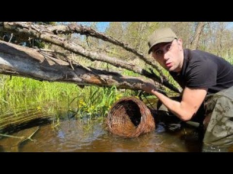 Видео: Ставлю вершы в диких ручьях. Поставил фото ловушку на тропу бобра