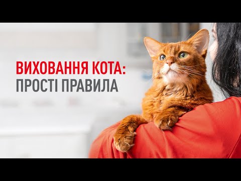 Видео: Виховання кота: що варто знати власникам?