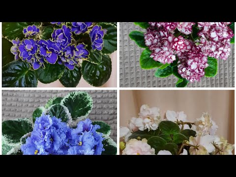 Видео: Цветение фиалок 20 мая 2025. Открытие сезона отправок.