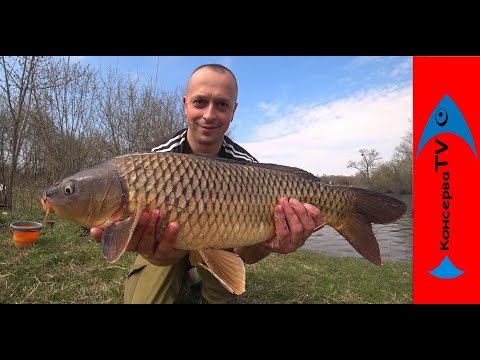 Видео: Весенний КАРП. Рабочая НАСАДКА по холодной воде.