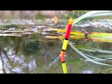 Видео: НАКОРМИЛ И КРУПНЯК ПОШЕЛ!!!РЫБАЛКА НА ПОПЛАВОК ВЕСНОЙ.