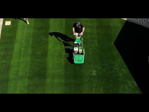 Видео: Как перейти от посева райграса к бермудскому газону Tiftuf Bermuda / кушетки, часть 1