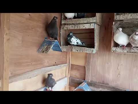 Видео: Как вам друзья Таджикский голуби г  Ҳисор хонаи акаи Суҳбат 👍🇹🇯🕊🏆 #голуби #душанбе #pigeons #shorts