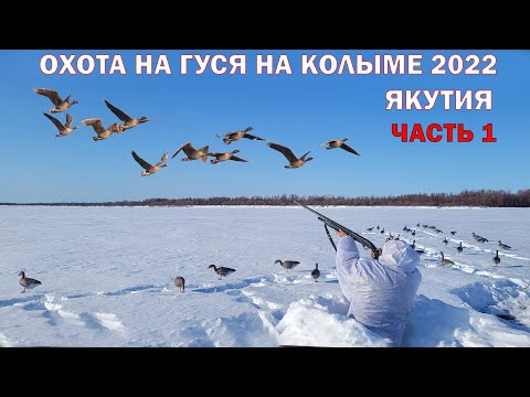 Видео: ОХОТА НА ГУСЯ НА КОЛЫМЕ 2022 ЧАСТЬ 1 GOOSE HUNTING IN SIBERIA 1. KOLYMA 2022  / GÄNSEJAGD IN KOLYMA