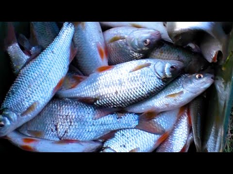 Видео: БЕШЕНЫЙ КЛЕВ !!! ЛОВЛЯ ПЛОТВЫ НА ПОПЛАВОК В ДЕКАБРЕ НА ТЕЧЕНИИ . КОРМ ПО ХОЛОДНОЙ ВОДЕ!!!