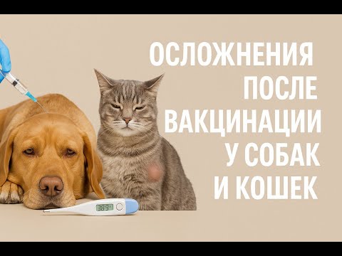 Видео: Осложнения после прививки у собак и кошек. Какие из них допустимые, какие нет и как их избежать.
