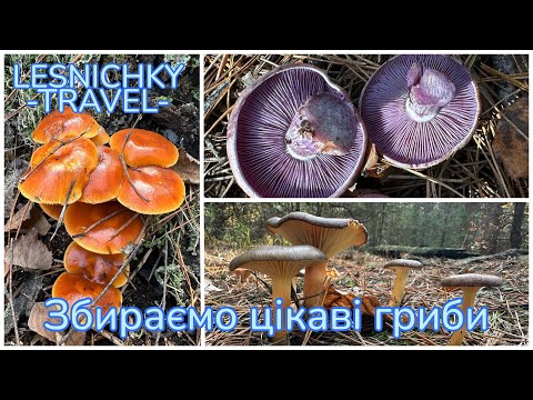 Видео: Збираємо цікаві гриби