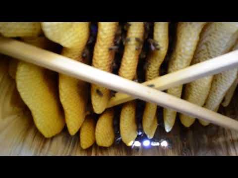 Видео: Колодное пчеловодство проверка дуплянок перед зимовкой