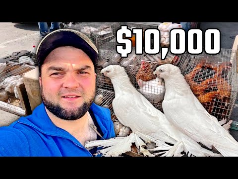 Видео: Купил за $10,000! Cмотри до конца! Двухчубые голуби. Tauben. Pigeons. Palomas. Pombos. कबूतरों.