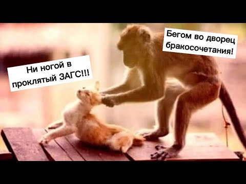 Видео: Ни под каким предлогом НЕ ЖЕНИСЬ!