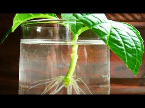 Видео: Укорененные черенки гортензии.Где и как хранить зимой .