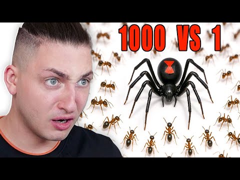 Видео: 1000 Муравьев ПРОТИВ Черной Вдовы - реакция Градуса и Вазачки