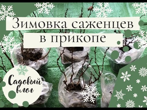 Видео: Зимовка саженцев в прикопе. Садовый влог.