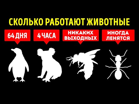 Видео: Животные трудолюбивее нас?