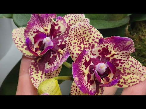 Видео: Огляд орхідей (22.10.25)🌷🦋🌿#orchids#фаленопсиси #пелори#метелики