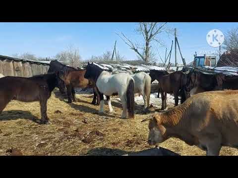 Видео: Жизнь в селе#Казахстан#Забрали с табуна всех кобыл.Кого нам дали.