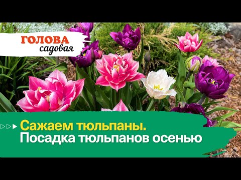 Видео: Голова садовая - Сажаем тюльпаны. Посадка тюльпанов осенью