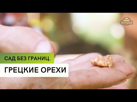 Видео: Выращивание грецких орехов \ Сад без границ
