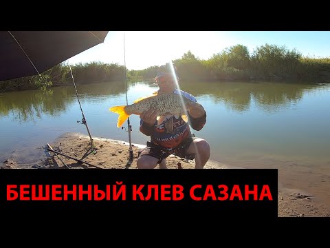 Видео: РЫБАЛКА на ДИКИХ САЗАНОВ на низовьях КАРАТАЛА!Рыбалка с ночевкой!Жор сазана!