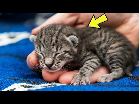 Видео: Он думал, что спас крошечного котёнка. Спустя несколько недель он был шокирован, узнав, что это н...
