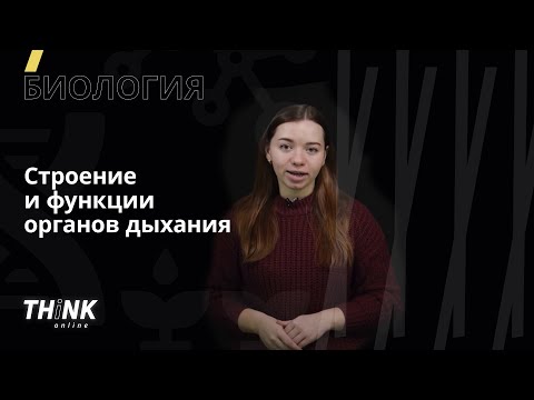 Видео: Строение и функции органов дыхания | Биология