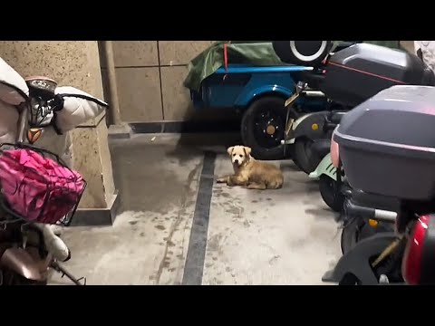 Видео: Никогда бы не подумала, что папа сам предложит забрать эту бездомную собаку!
