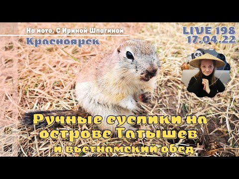 Видео: Ручные суслики на острове Татышев. Вьетнамский обед 🐹 Live 198