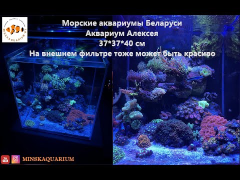 Видео: Морской аквариум на внешнем фильтре. Светильник Maxspect MJ-L165.
