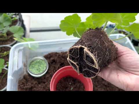 Видео: Прищипка и перевалка Пеларгонии