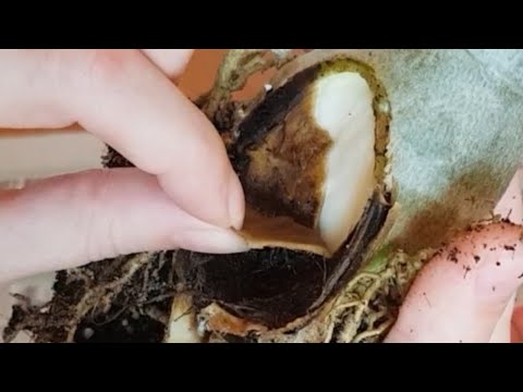 Видео: Адениум сам борется с гнилью!