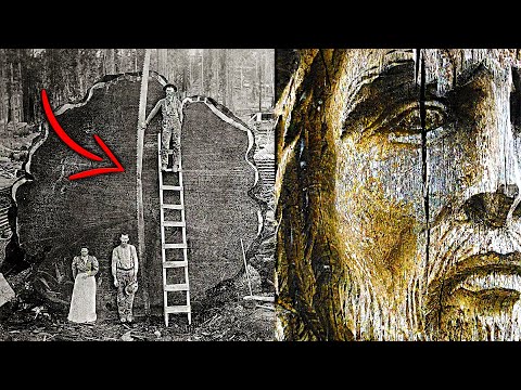 Видео: Зачем ЭТО ПРЯЧУТ от людей? Самый ДРЕВНИЙ ЛЕС в мире!