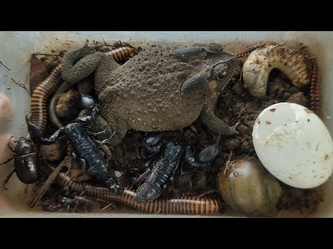 Видео: Удивительная ловля ядовитых многоножек. Мне попалась многоножка, скорпион, жук, жаба, личинки, кр...