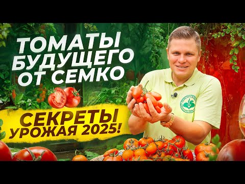 Видео: 🌱 НОВЫЕ ТОМАТЫ ОТ СЕМКО: ЧТО САЖАТЬ В 2025-2026 ГОДУ? 🍅 ТЕСТИРУЕМ ЛУЧШИЕ СОРТА!