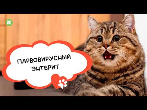 Видео: Что такой парвовирусный энтерит у собак и кошек? Этиология и патогенез
