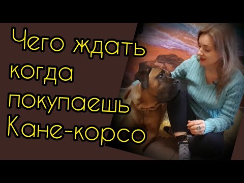 Видео: воспитание и содержание кане-корсо