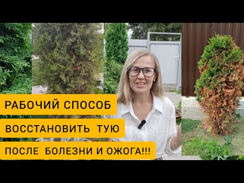 Видео: Рабочий СПОСОБ восстановить ЛЮБУЮ ТУЮ после болезни и ожога //Что делать когда ТУЯ ЖЕЛТЕЕТ и СОХНЕТ?