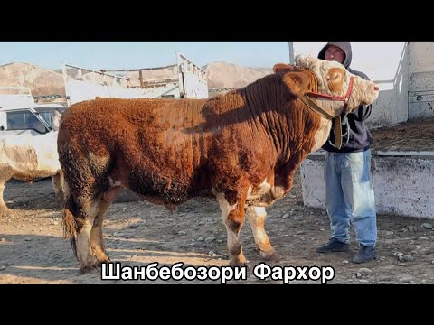 Видео: Молбозори Фархор ин Пародаи нав дар бозор,         8 марта 2025 г.